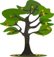 Apricot tree, vector or color illustration.