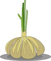 Garlic, vector or color illustration.