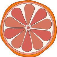 Half sliced grapefruit, vector or color illustration.