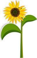 Clipart of a sunflower set isolated on white-colored background viewed from the front, vector or color illustration.