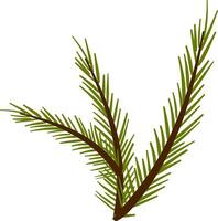 Big branches of a spruce tree vector or color illustration