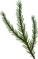 Branches of a spruce tree vector or color illustration