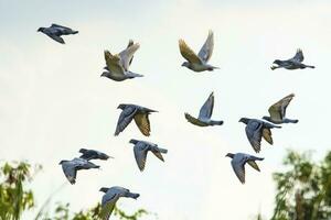 flock of speed racing pigeon brid flying photo