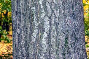 Bark of the Quercus cerris, the Turkey oak or Austrian oak. Texture. Abstract view. photo