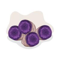 taro purple sweet potato illustration vector