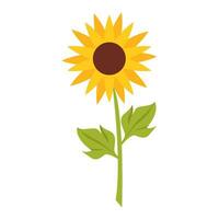 sun flower illustration vector