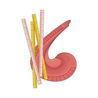 regla matemáticas ilustración vector