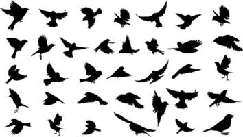 silhouettes of sparrows flying and sitting. Vector illustrations in different poses isolated on white background