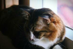 hermosa gato dormido en el antepecho en el Mañana a Ho foto