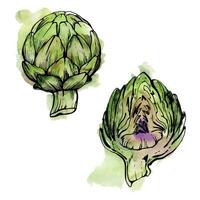 Hand drawn watercolor ink illustration. Artichoke vegetable, full and half, eco vegan farming product. Single object isolated on white. Design restaurant menu, cafe, food shop or package, flyer print. vector