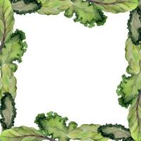 mano dibujado acuarela verde ensalada Espinacas col rizada hoja dieta y sano estilo de vida, vegano cocinando. ilustración cuadrado frontera marco aislado en blanco antecedentes. diseño póster, imprimir, sitio web, tarjeta, menú vector