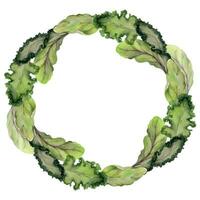 Hand drawn watercolor green salad spinach kale leaf diet and healthy lifestyle, vegan cooking. Illustration circle wreath frame isolated on white background. Design poster, print, website, card, menu vector