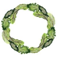 Hand drawn watercolor green salad spinach kale leaf diet and healthy lifestyle, vegan cooking. Illustration circle wreath frame isolated on white background. Design poster, print, website, card, menu vector