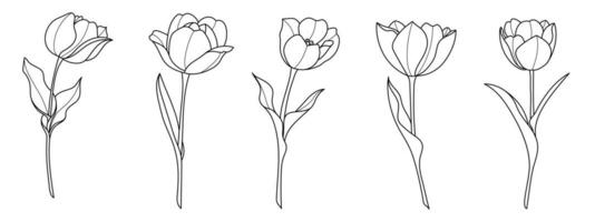 Line art botanical illustration vector on white background