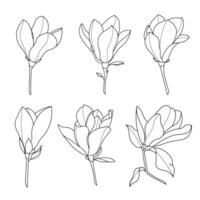 Line art botanical illustration vector on white background