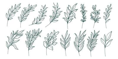 Line art botanical illustration vector on white background