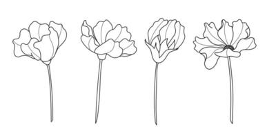 Line art botanical illustration vector on white background