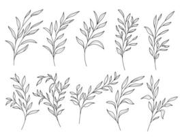 Line art botanical illustration vector on white background