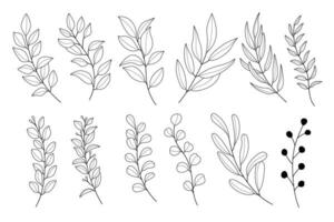 Line art botanical illustration vector on white background