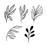 Line art botanical illustration vector on white background