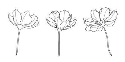 Line art botanical illustration vector on white background