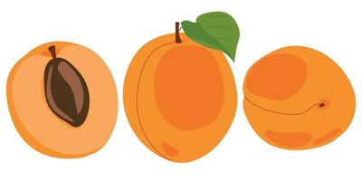 Apricot set. Vector illustration of delicious fruits in cartoon style. Ripe whole fruit and slices isolated on white background. Element for design, logo, packaging of juice or jam.