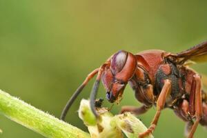 Photo Macro Of Vespa affinis