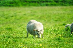 Young sheep with horn grazing grass on meadow in agriculture field photo