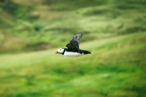 Atlantic puffin flying and foraging in Ocean on summer photo