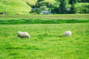 Young sheep with horn grazing grass on meadow in agriculture field photo