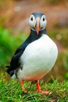 Atlantic puffin living on cliff of Atlantic Ocean during breeding season photo