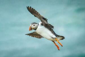 Atlantic puffin flying and foraging in ocean on summer photo