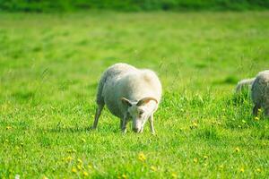 White sheep grazing grass on meadow in pasture at countryside photo