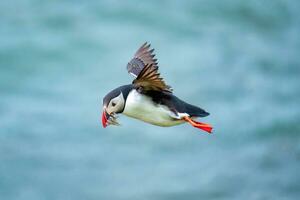 Atlantic puffin flying and catching eel in ocean during summer photo