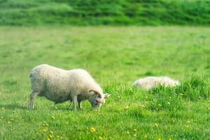 Young sheep with horn grazing grass on meadow in agriculture field photo