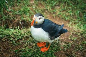 Atlantic puffin living on cliff of Atlantic Ocean during breeding season photo