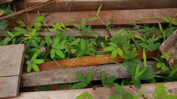 shy princess plant or it's call Mimosa pudica among the scrap wood photo