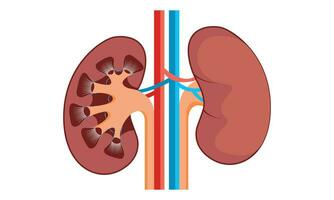 Kidney Cell Vector Design, 100 vector illustration design.