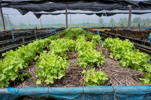 Organic farming green oak lettuce on soil photo