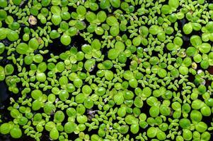 Green leaves water lettuce floating on surface water photo