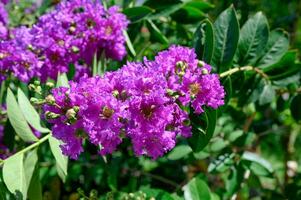 Flower Crape myrtle, Lagerstroemia bush on tree with green leaves in sunny photo