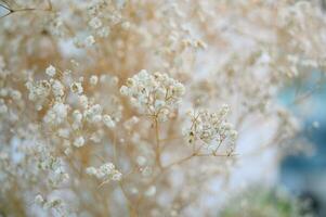 White dry flower in vase background photo