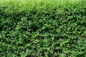 Fence of Siamese rough bush photo