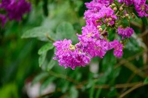 Beautiful flower Crape myrtle, Lagerstroemia bush on tree with green leaves photo