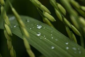 Dew drops on rice leaves with blurred green background in forest photo