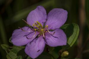 Purple Malabar melastome Melastoma malabathricum with green leaves photo