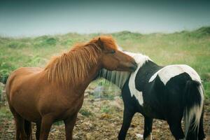 dos caballos vivo y demostración afecto para cada otro en brumoso pasto foto