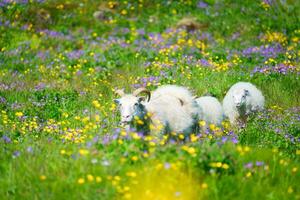 Family white sheep grazing in meadow on mountain pasture in countryside photo
