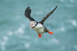 Atlantic puffin flying and catching eel in ocean during summer photo