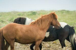 Two horses living and showing affection for each other in foggy pasture photo